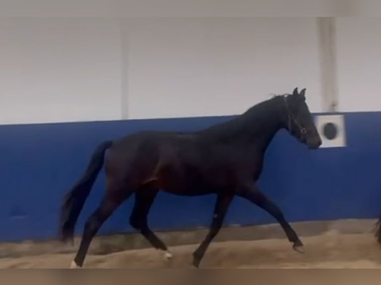 Small German riding horse Gelding 1 year 14,2 hh Smoky-Black in Billigheim-Ingenheim