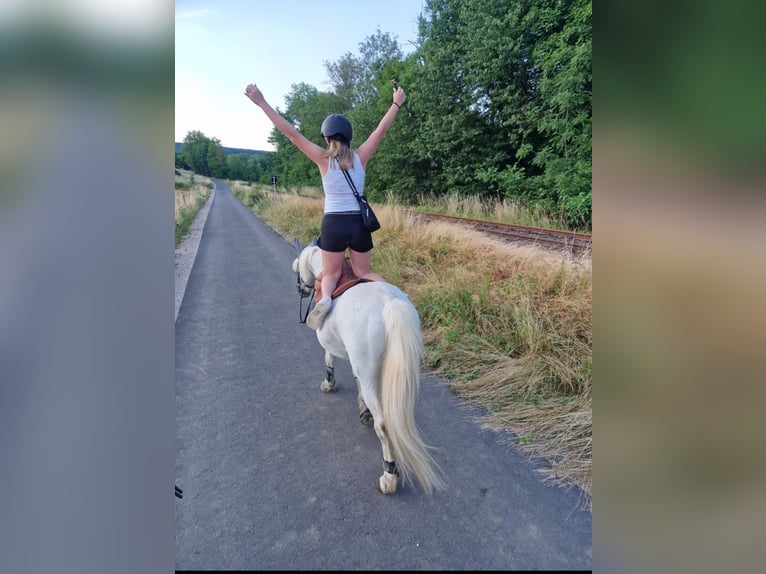 Small German riding horse Mix Gelding 20 years 12,2 hh Grey-Fleabitten in Schweppenhausen