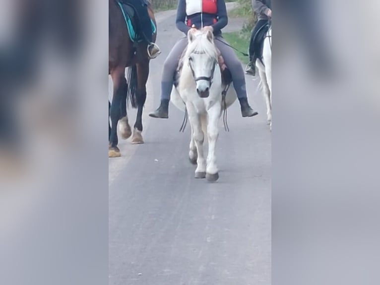 Small German riding horse Mix Gelding 20 years 12,2 hh Grey-Fleabitten in Schweppenhausen