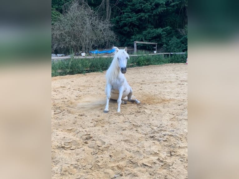 Small German riding horse Mix Gelding 20 years 12,2 hh Grey-Fleabitten in Schweppenhausen