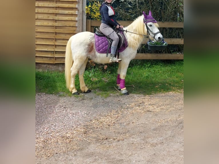 Small German riding horse Mix Gelding 20 years 12,2 hh Grey-Fleabitten in Schweppenhausen