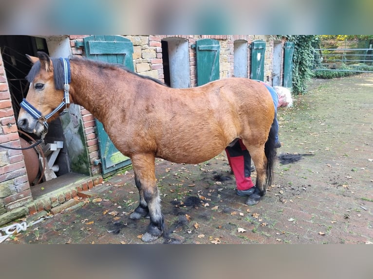 Small German riding horse Gelding 24 years 12,1 hh Brown in BramscheBramsche