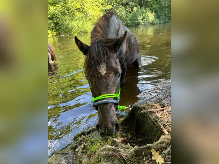 Small German riding horse Mix Gelding 2 years 14,2 hh Black in Südbrookmerland Victorbur