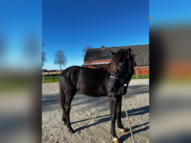 Small German riding horse Mix Gelding 2 years 14,3 hh Black in Südbrookmerland Victorbur