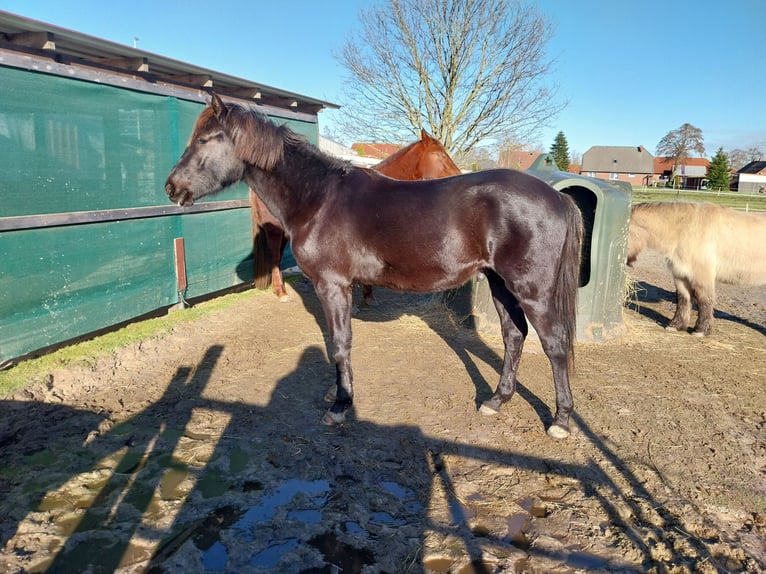 Small German riding horse Mix Gelding 2 years 14,3 hh Black in Südbrookmerland Victorbur