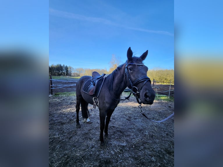 Small German riding horse Gelding 3 years 15.2 hh Black in Ganderkesee