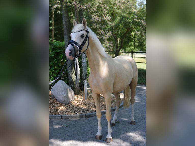 Small German riding horse Gelding 4 years 13.2 hh Palomino in Fürstenau