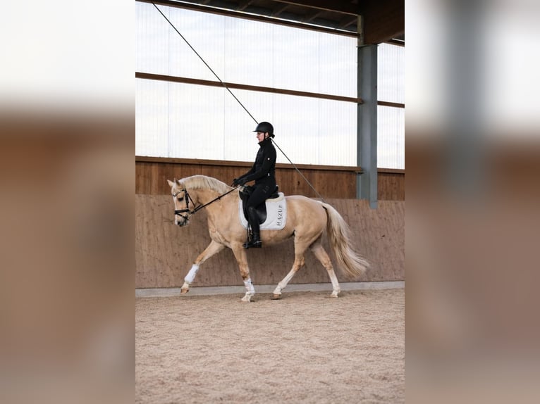 Small German riding horse Gelding 4 years 14,1 hh Palomino in Fürstenau