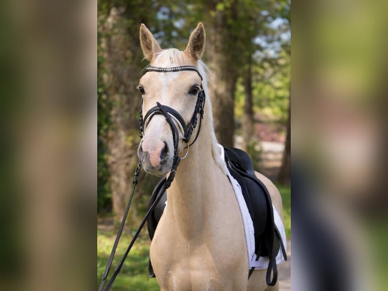 Small German riding horse Gelding 4 years 14,1 hh Palomino in Fürstenau