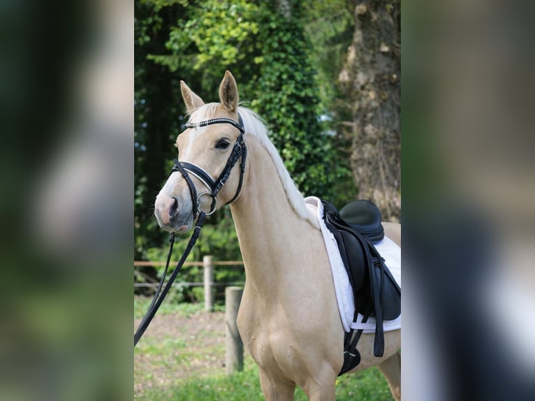 Small German riding horse Gelding 4 years 14,1 hh Palomino in Fürstenau