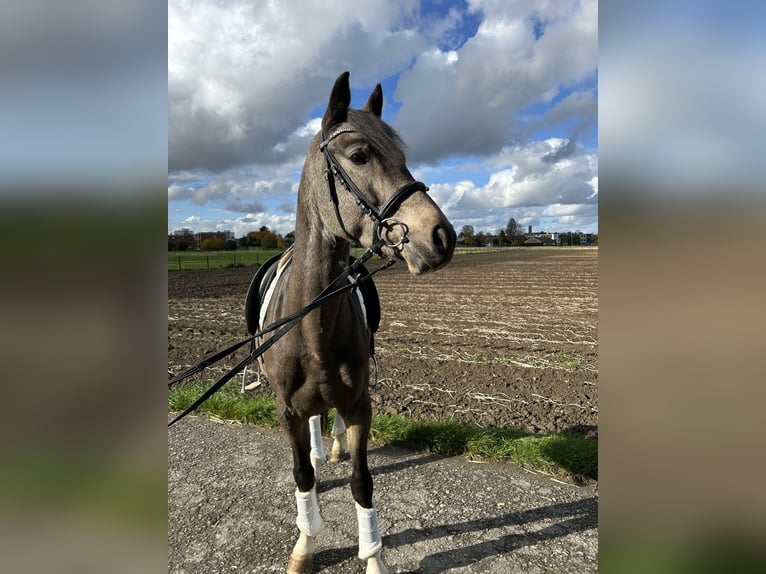 Small German riding horse Gelding 4 years 15 hh Buckskin in Grevenbroich