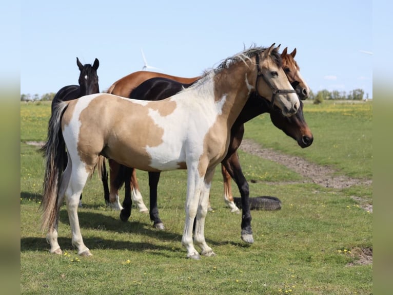 Small German riding horse Mix Gelding 4 years 15,1 hh Pinto in Varrel