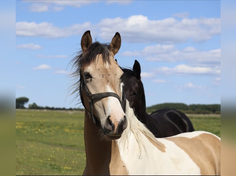 Small German riding horse Mix Gelding 4 years 15,1 hh Pinto in Varrel