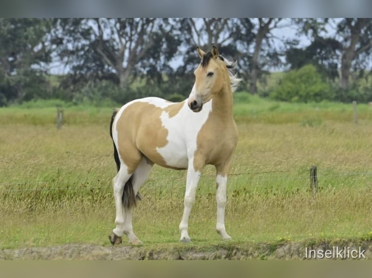 Small German riding horse Mix Gelding 4 years 15,1 hh Pinto in Varrel