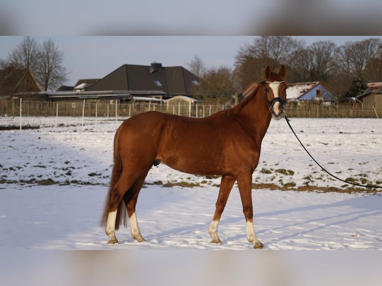Small German riding horse Gelding 4 years 15,2 hh Chestnut-Red in Bliedersdorf
