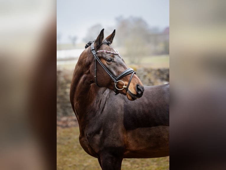 Small German riding horse Gelding 4 years 16.1 hh Brown in Hayingen