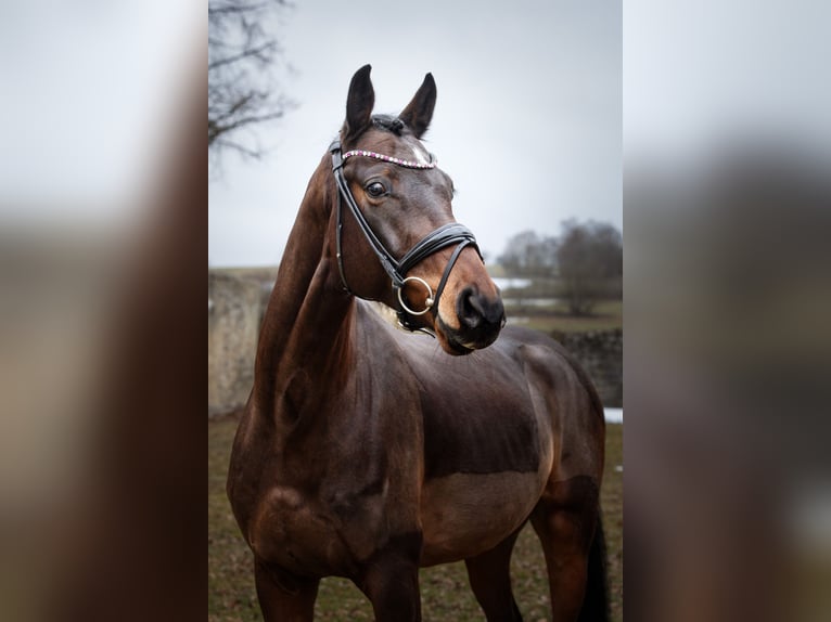 Small German riding horse Gelding 4 years 16,1 hh Brown in Hayingen