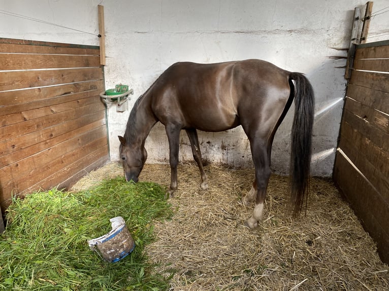 Small German riding horse Gelding 5 years 14,2 hh Chestnut in Herzberg