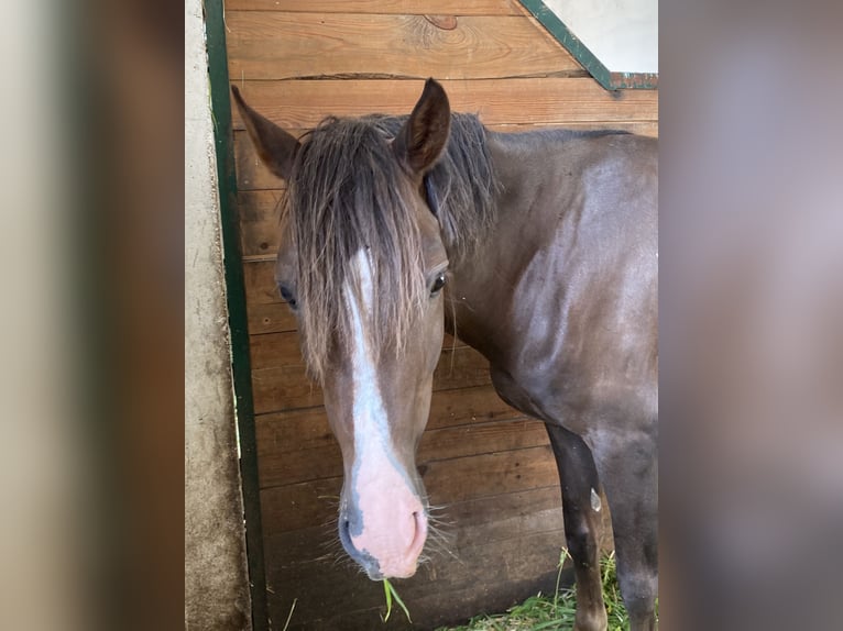 Small German riding horse Gelding 5 years 14,2 hh Chestnut in Herzberg