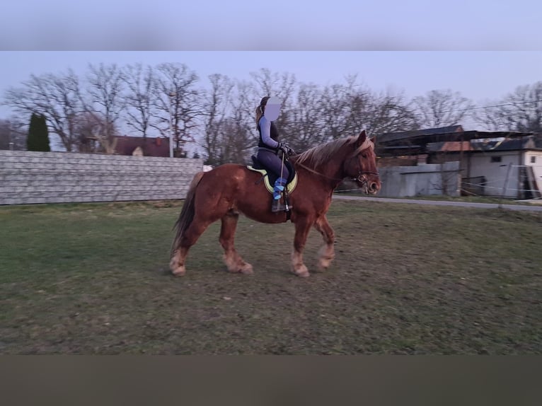Small German riding horse Gelding 6 years 16 hh Brown in Wiesengrund