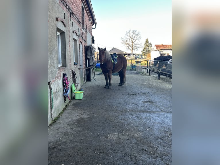 Small German riding horse Gelding 6 years 16 hh Brown in Wiesengrund