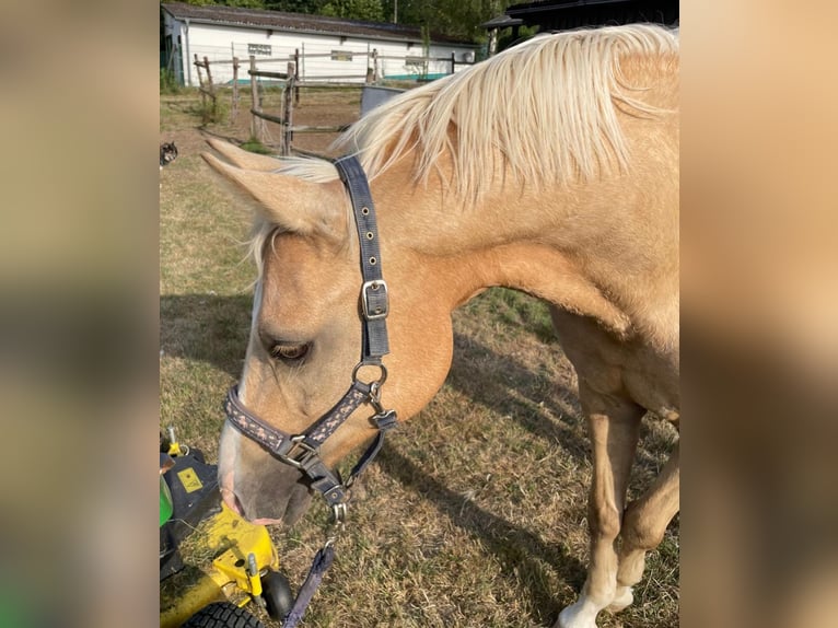 Small German riding horse Gelding 7 years 15 hh Palomino in Krunkel