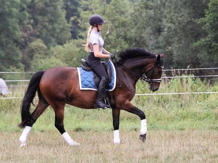 Small German riding horse Gelding 8 years 14,2 hh Brown in Wutha-Farnroda