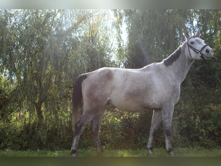 Small German riding horse Gelding 9 years 14,3 hh Dun in Gladenbach