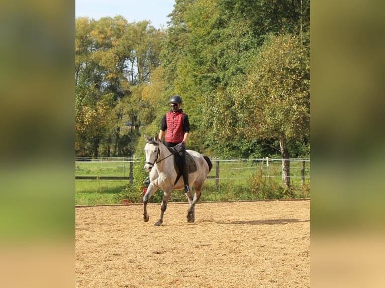 Small German riding horse Gelding 9 years 14,3 hh Dun in Gladenbach