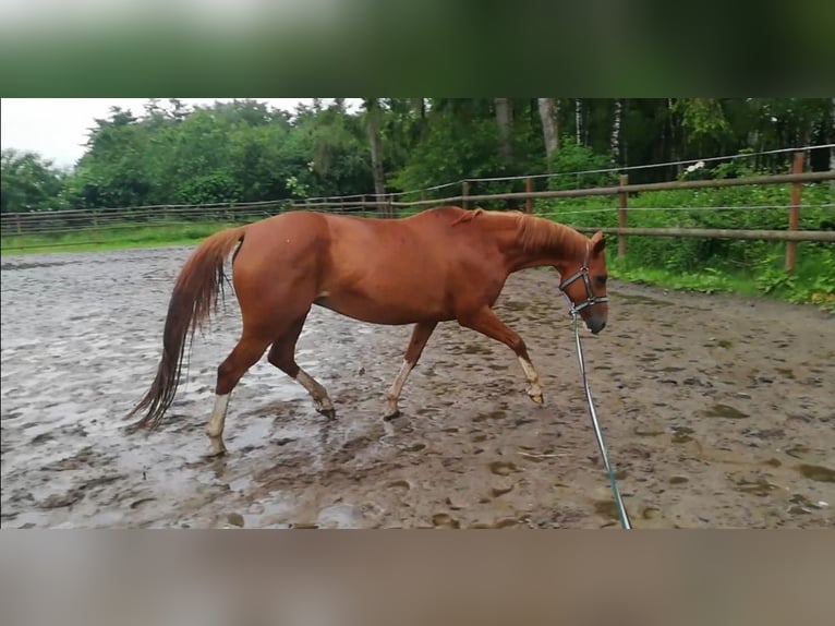 Small German riding horse Mix Mare 10 years 14,2 hh Chestnut-Red in Ganderkesee