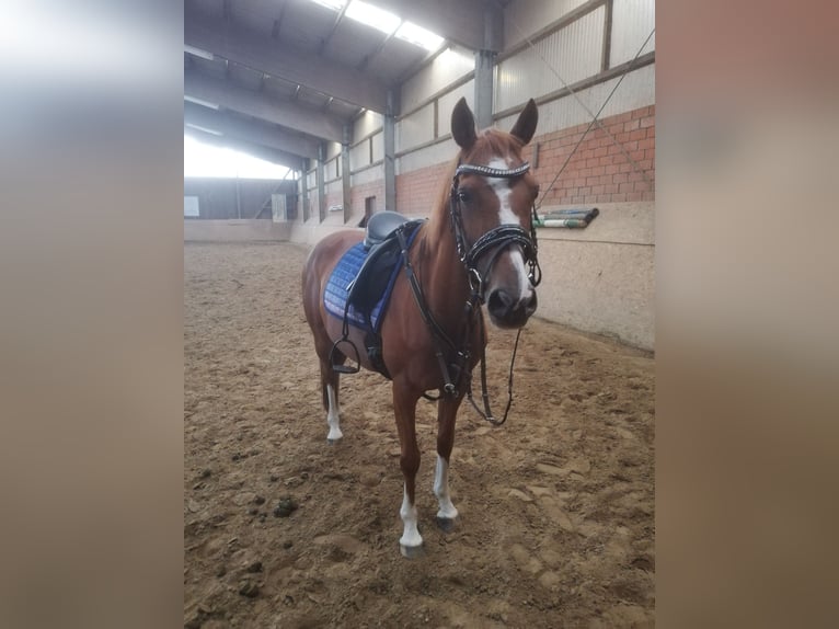 Small German riding horse Mix Mare 10 years 14,2 hh Chestnut-Red in Ganderkesee