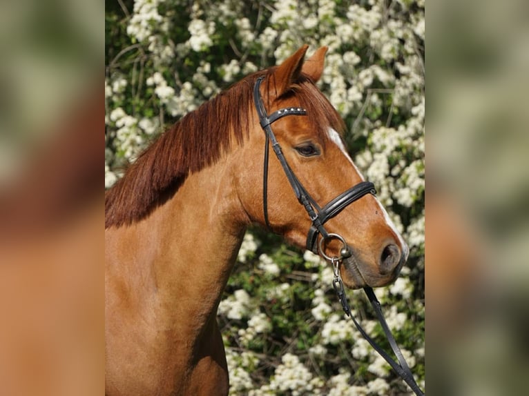 Small German riding horse Mare 11 years 15,1 hh Chestnut-Red in Berlin