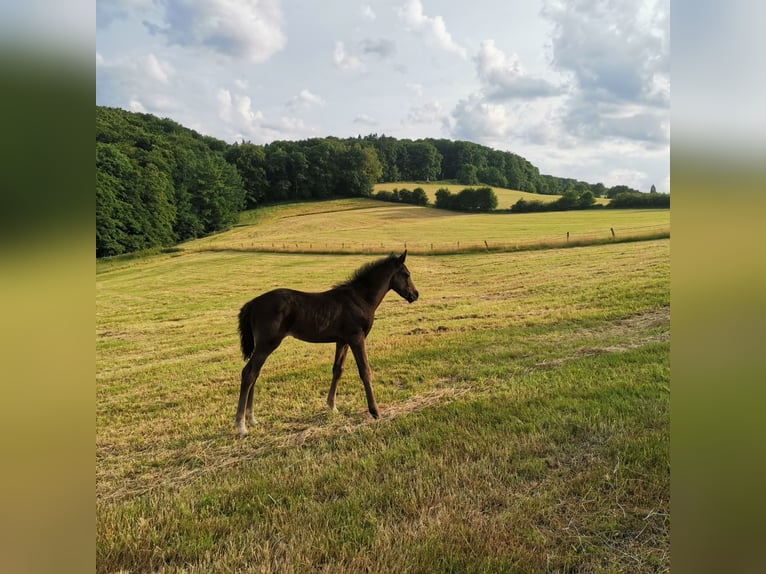 Small German riding horse Mare 12 years 14,2 hh Black in Hattingen Small German riding horse Mare 12 years 14,2 hh Black in Hattingen