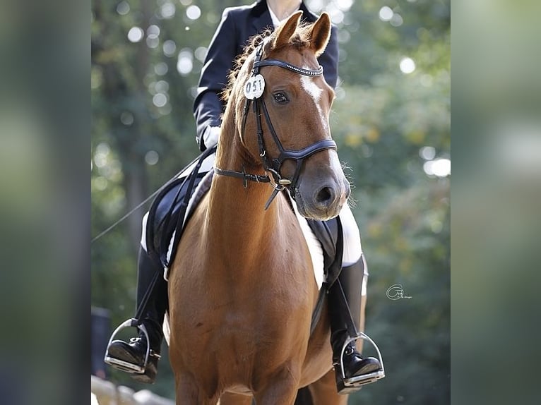 Small German riding horse Mare 12 years 15,1 hh Chestnut-Red in Berlin