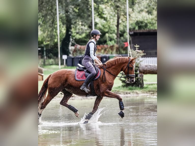 Small German riding horse Mare 12 years 15,1 hh Chestnut-Red in Berlin