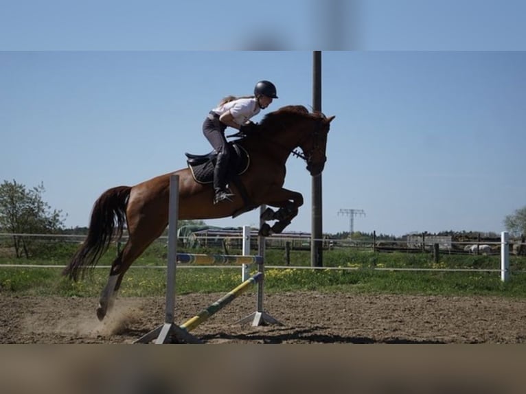 Small German riding horse Mare 12 years 15,1 hh Chestnut-Red in Berlin