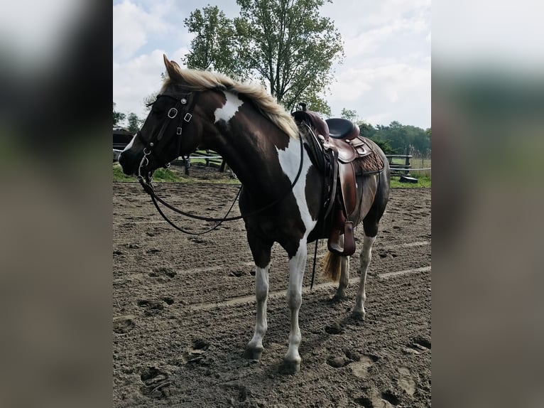 Small German riding horse Mare 13 years 14,2 hh Pinto in Achim