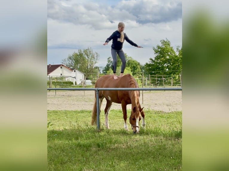 Small German riding horse Mare 14 years 15.2 hh Chestnut-Red in Aulendorf