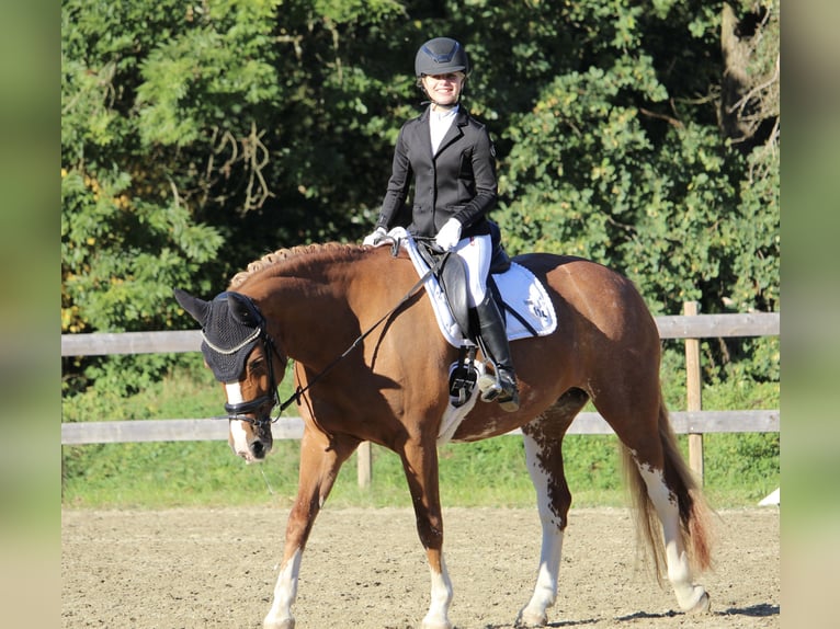 Small German riding horse Mare 14 years 15.2 hh Chestnut-Red in Aulendorf