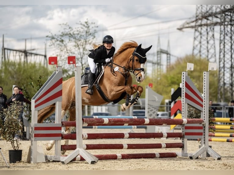 Small German riding horse Mare 14 years 15.2 hh Chestnut-Red in Aulendorf