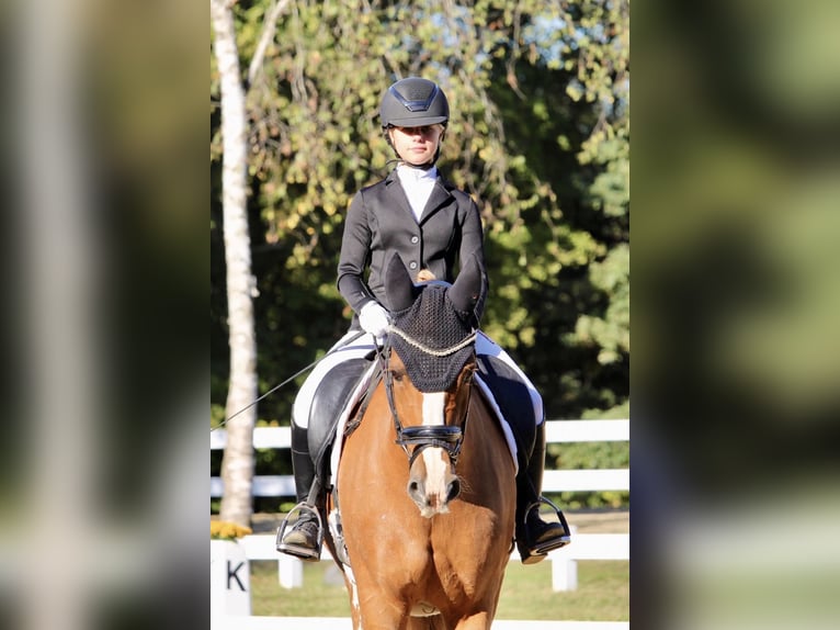 Small German riding horse Mare 14 years 15.2 hh Chestnut-Red in Ebenweiler