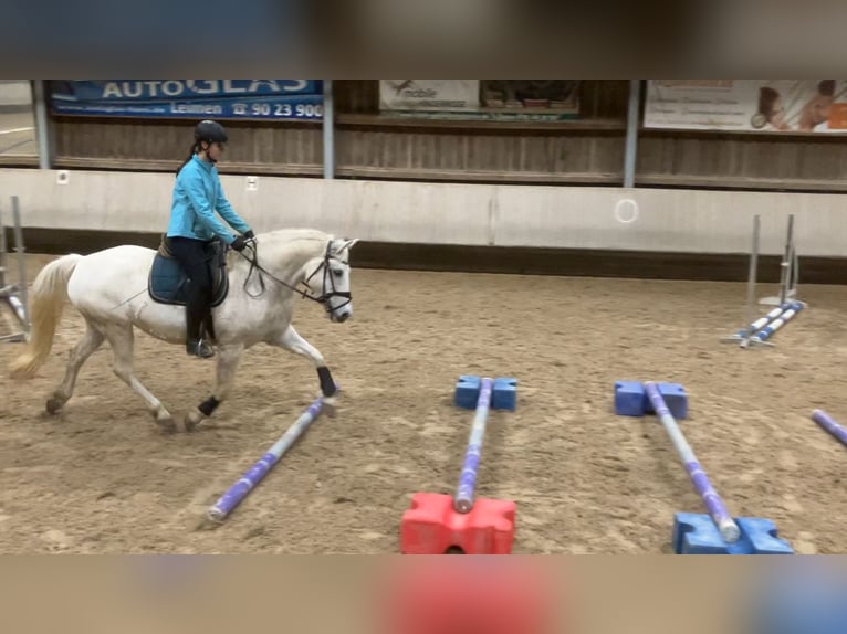 Small German riding horse Mix Mare 15 years 14,3 hh Gray in Neckargemünd