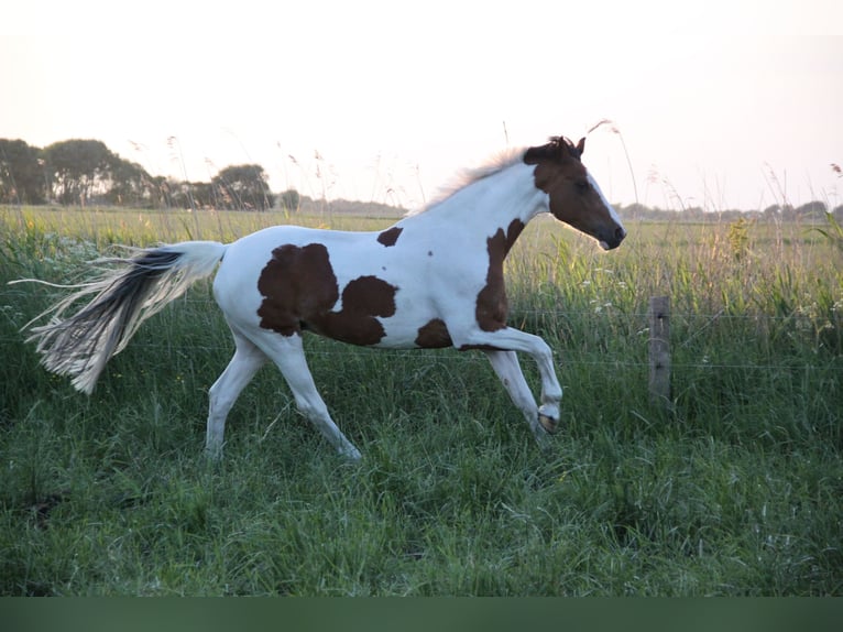 Small German riding horse Mare 19 years 15,1 hh Pinto in Hannover