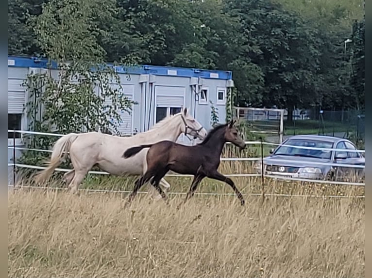 Small German riding horse Mare 1 year 13,1 hh Buckskin in Wanzleben