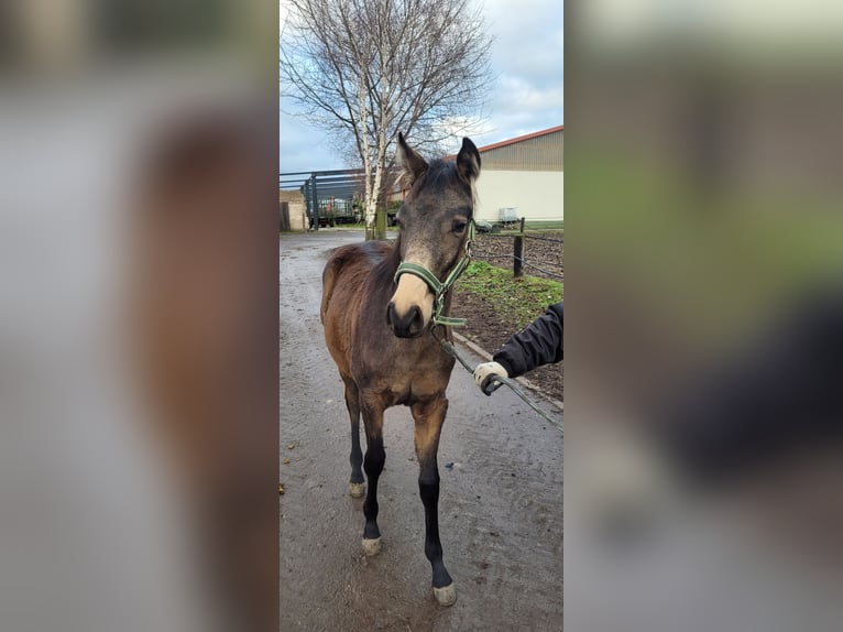 Small German riding horse Mare 1 year 13,1 hh Buckskin in Wanzleben