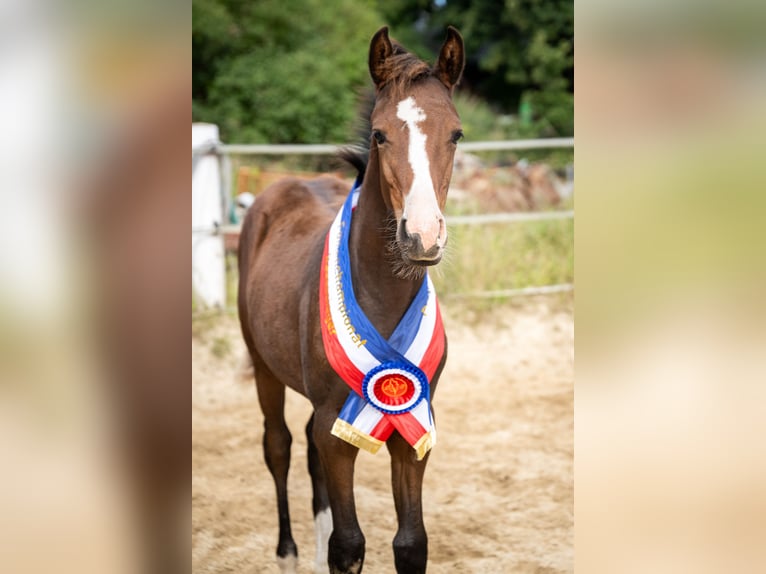 Small German riding horse Mare 1 year 15.1 hh Bay-Dark in Oeversee