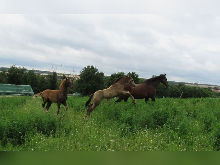 Small German riding horse Mare 1 year 15,2 hh Buckskin in Querfurt