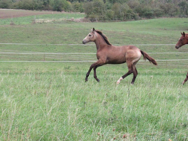 Small German riding horse Mare 1 year 15,2 hh Buckskin in Querfurt