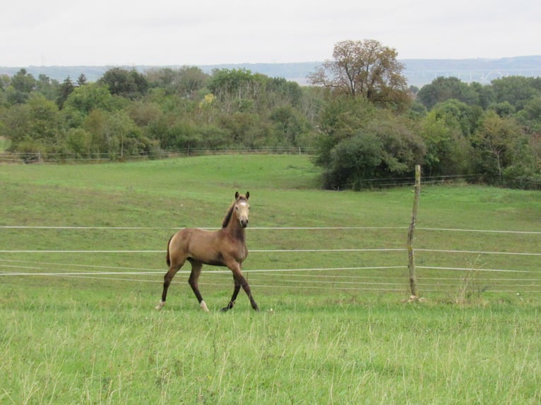 Small German riding horse Mare 1 year 15,2 hh Buckskin in Querfurt