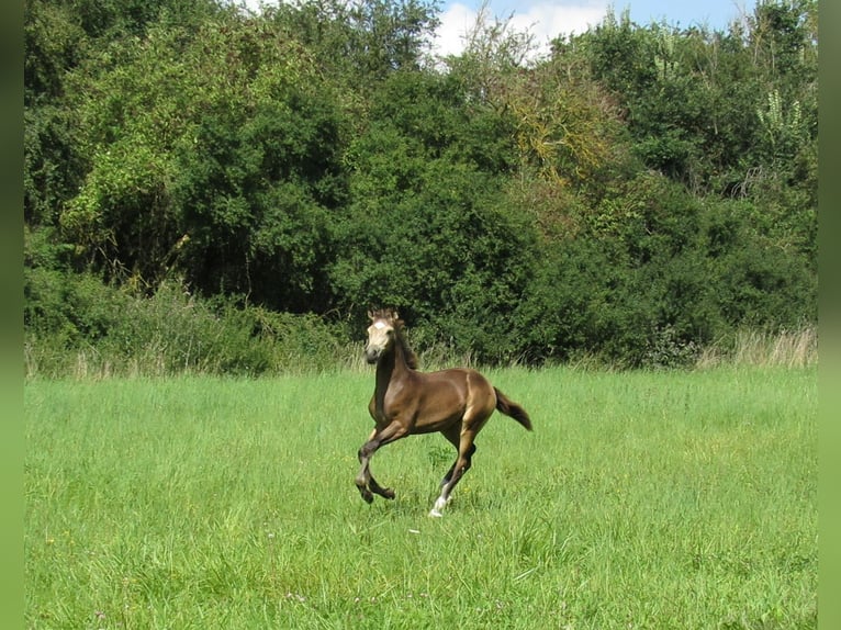 Small German riding horse Mare 1 year 15,2 hh Buckskin in Querfurt